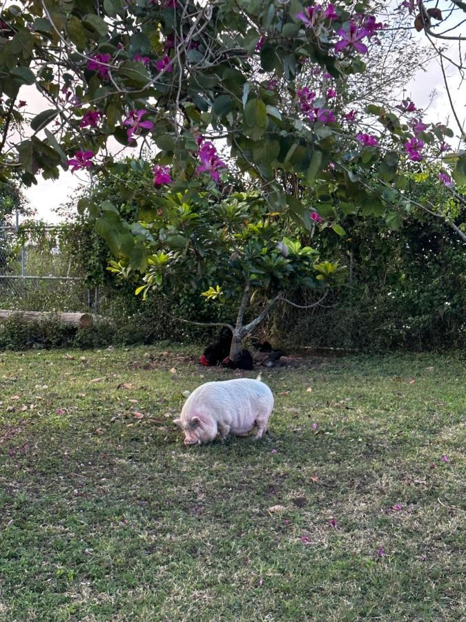 Arritola B And B Ranch Homestead Εξωτερικό φωτογραφία