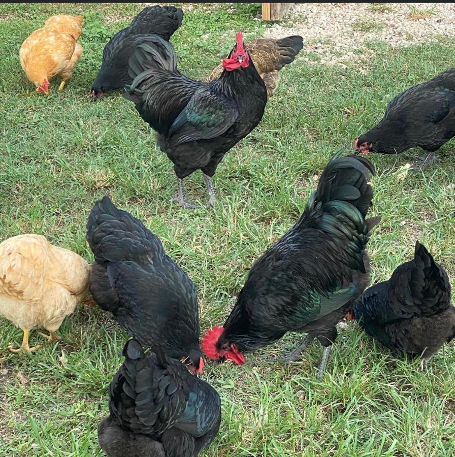 Arritola B And B Ranch Homestead Εξωτερικό φωτογραφία